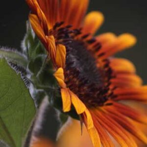 How to Harvest and Prepare Sunflower Seeds Image